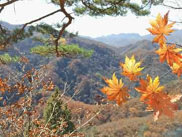 探秘倦鸟余花，古诗词中的意象与人生哲理